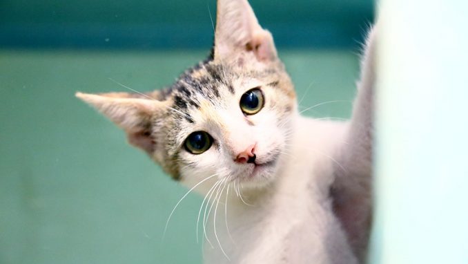 דבק חתולה לאימוץ אגודת צער בעלי חיים בישראל