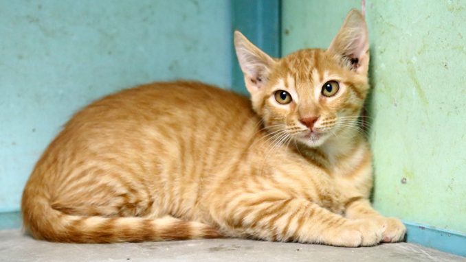 מושיק חתול לאימוץ אגודת צער בעלי חיים בישראל