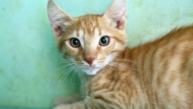 ג'מבו – אגודת צער בעלי חיים בישראל