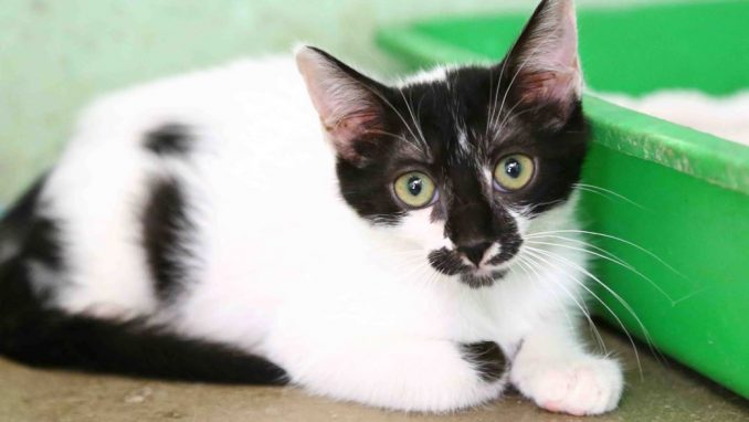 בוני – אגודת צער בעלי חיים בישראל