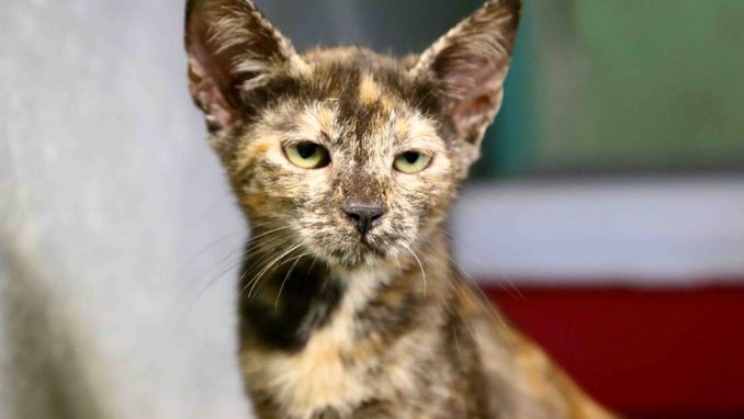 פיצי – אגודת צער בעלי חיים בישראל