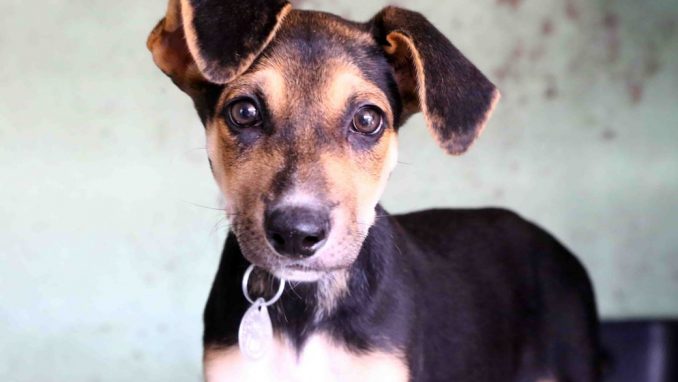 טינה – אגודת צער בעלי חיים בישראלטינה – אגודת צער בעלי חיים בישראל