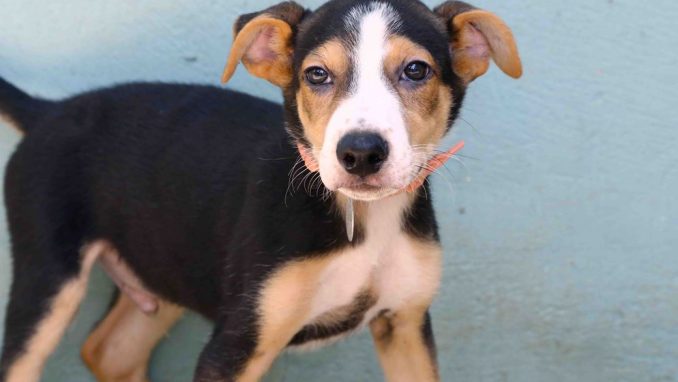 ספוט – אגודת צער בעלי חיים בישראל