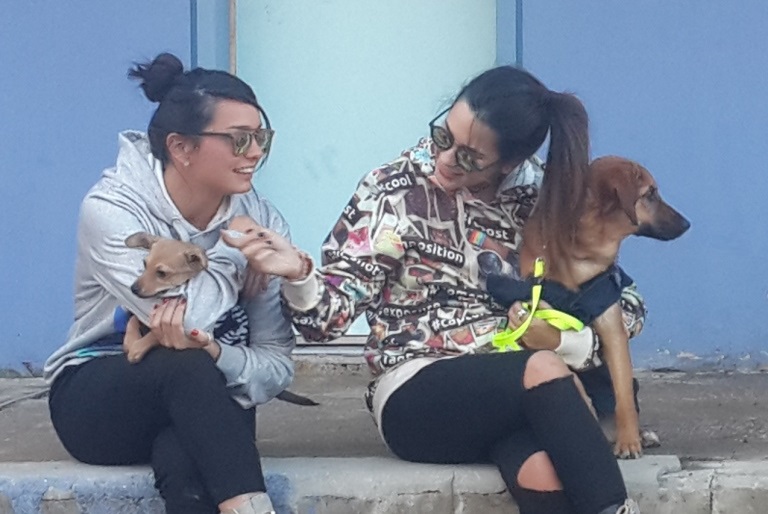 איט גירלז – It Girls - אגודת צער בעלי חיים בישראל