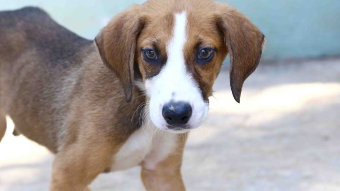 רובין אגודת צער בעלי חיים בישראל