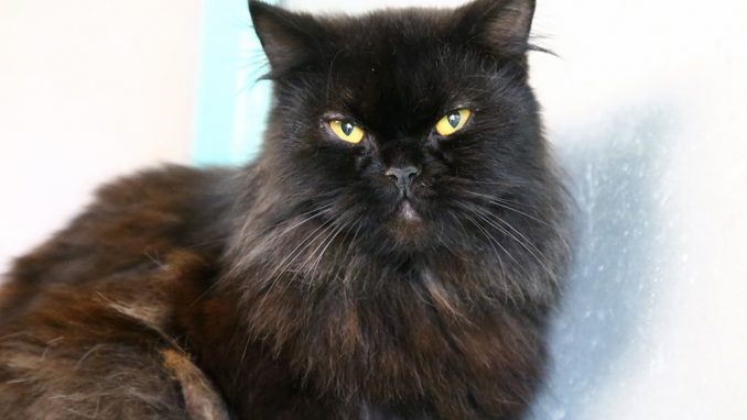 קרקור חתול לאימוץ אגודת צער בעלי חיים בישראל