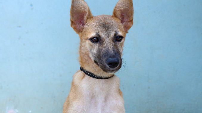 דורה כלבה לאימוץ אגודת צער בעלי חיים בישראל
