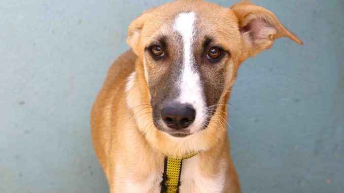 דפנה – אגודת צער בעלי חיים בישראל