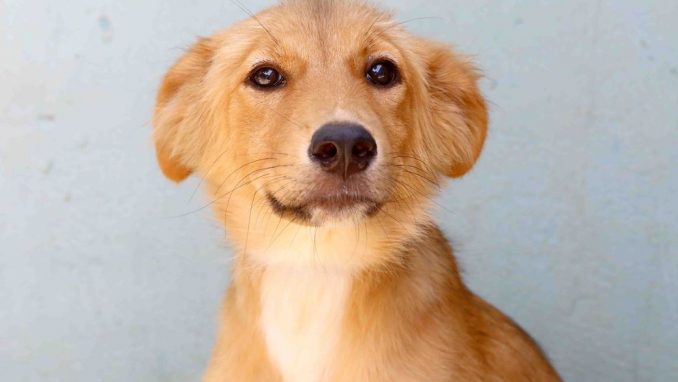 דובה – אגודת צער בעלי חיים בישראל