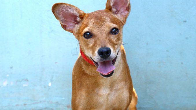 צ'ולה כלבה לאימוץ אגודת צער בעלי חיים בישראל