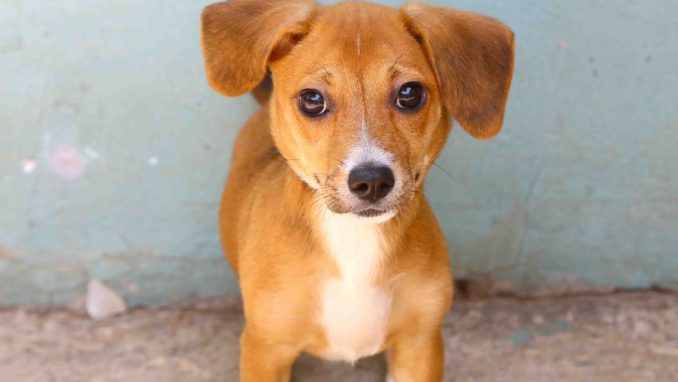 נינה – אגודת צער בעלי חיים בישראל