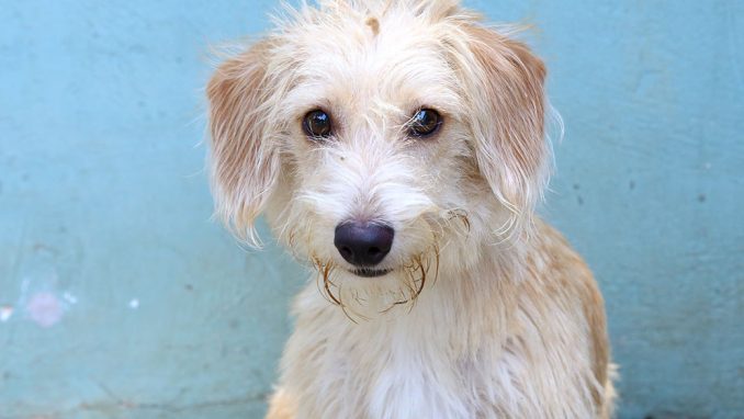 ג'ובאני כלב לאימוץ אגודת צער בעלי חיים ישראל