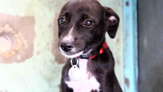 דייזי – אגודת צער בעלי חיים בישראלדייזי – אגודת צער בעלי חיים בישראל