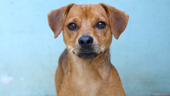 רזי כלב לאימוץ אגודת צער בעלי חיים בישראל