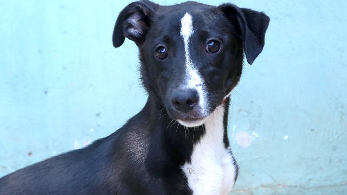 סנסה כלב לאימוץ אגודת צער בעלי חיים בישראל