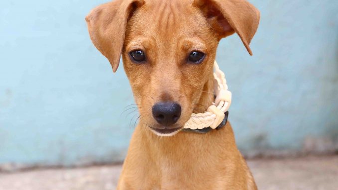 בובי כלב לאימוץ אגודת צער בעלי חיים בישראל