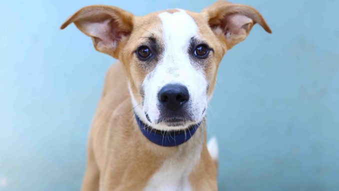 סטאר אגודת צער בעלי חיים בישראל