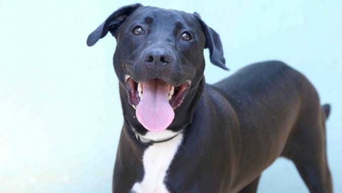 לילו אגודת צער בעלי חיים בישראל