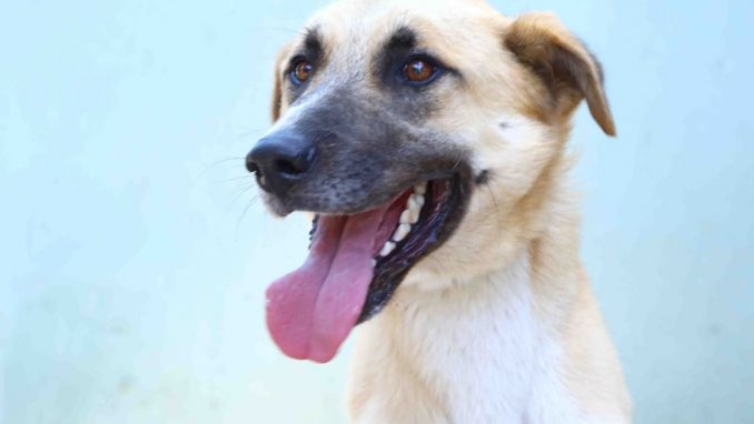 חץ אגודת צער בעלי חיים בישראל