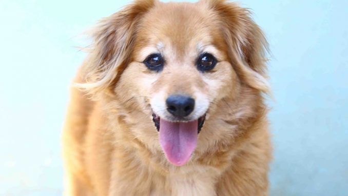 בובה אגודת צער בעלי חיים בישראל