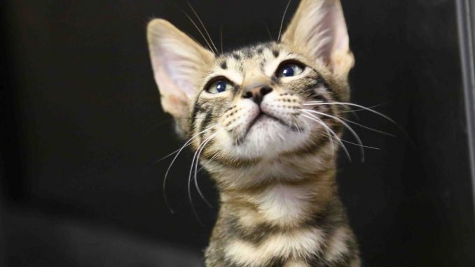 פס פס אגודת צער בעלי חיים בישראל