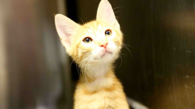 יקיר אגודת צער בעלי חיים בישראל