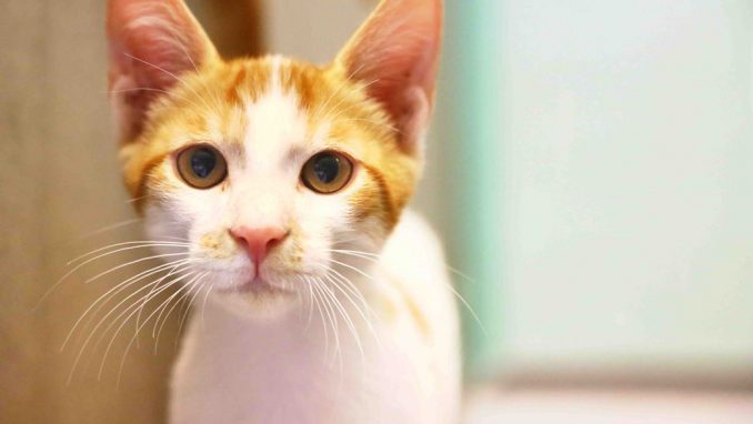 קספר – אגודת צער בעלי חיים בישראל