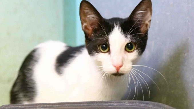 ג'ודי – אגודת צער בעלי חיים בישראל