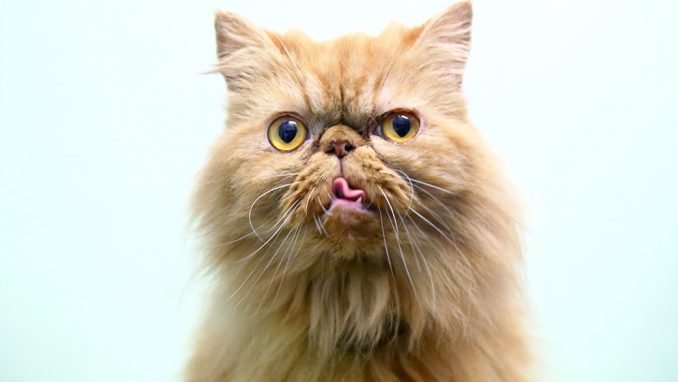 ג'וג'ו חתולה לאימוץ אגודת צער בעלי חיים בישראל