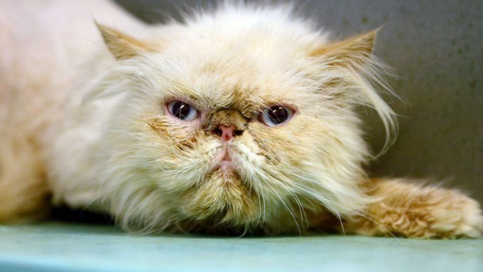 בואנו חתול לאימוץ אגודת צער בעלי חיים ישראל