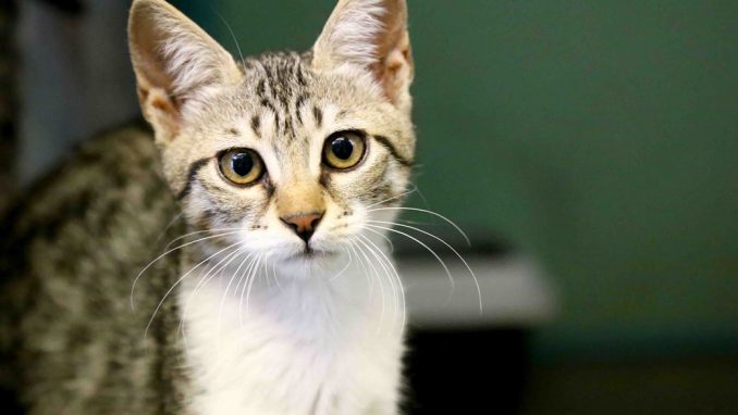 נלה – אגודת צער בעלי חיים בישראל