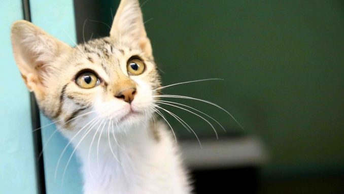 סימבה – אגודת צער בעלי חיים בישראלסימבה – אגודת צער בעלי חיים בישראל