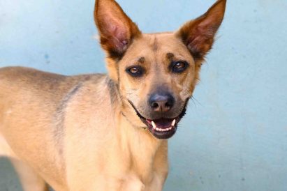 צוגה – אגודת צער בעלי חיים בישראל