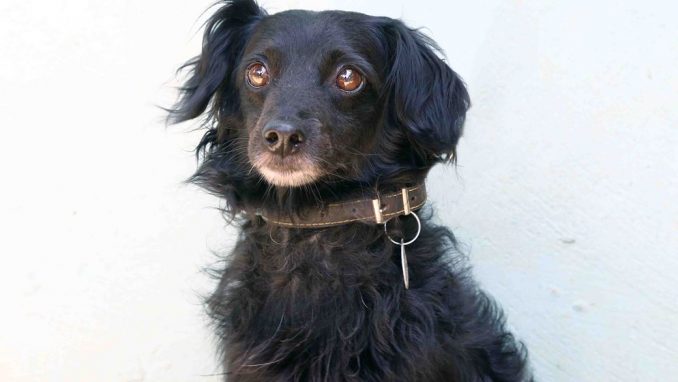 בוקי – אגודת צער בעלי חיים בישראל