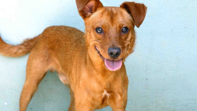 סקיפי – אגודת צער בעלי חיים בישראל