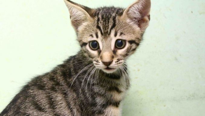 סאן – אגודת צער בעלי חיים בישראל