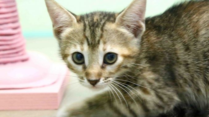 שמש – אגודת צער בעלי חיים בישראל