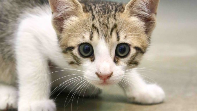 ירח – אגודת צער בעלי חיים בישראל