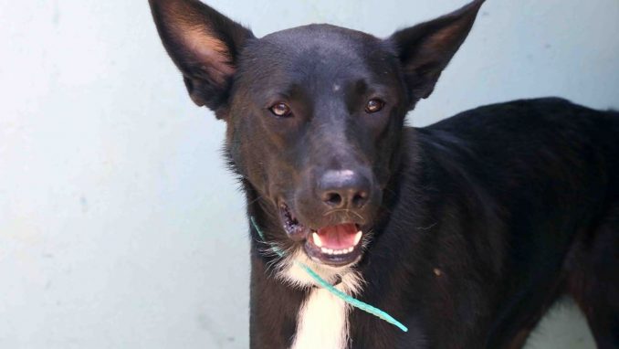 בובי – אגודת צער בעלי חיים בישראל