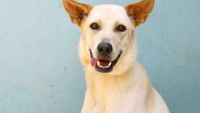 אנג'ל – אגודת צער בעלי חיים בישראל