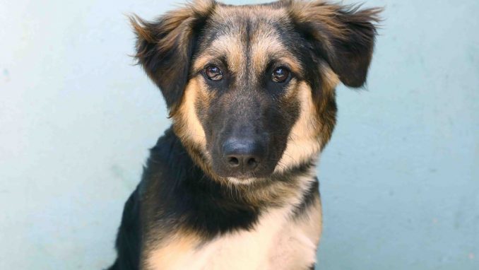 ג'ז – אגודת צער בעלי חיים בישראל