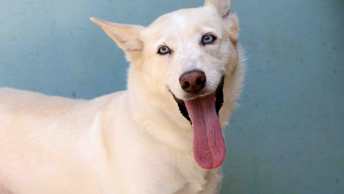 לילוש – אגודת צער בעלי חיים בישראל