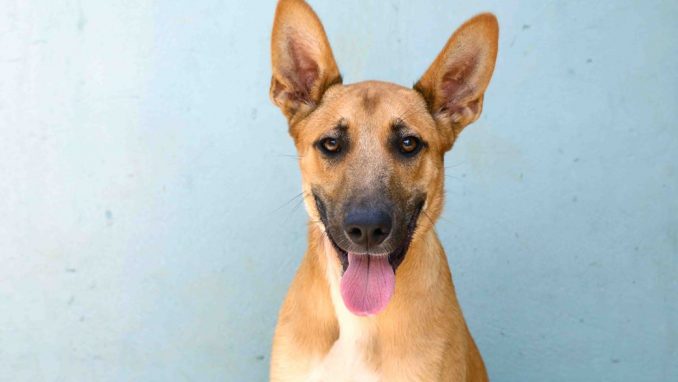 מסי – אגודת צער בעלי חיים בישראל