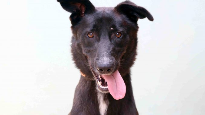 לוסי כלבה לאימוץ באגודת צער בעלי חיים בישראל