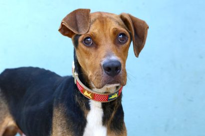 פאפי כלב לאימוץ אגודת צער בעלי חיים בישראל