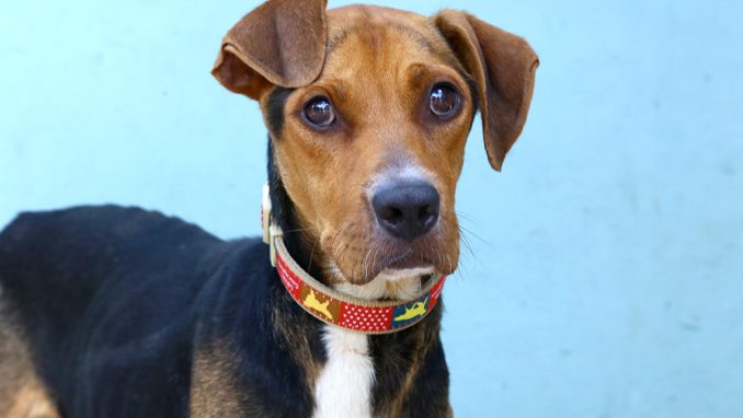 פאפי כלב לאימוץ אגודת צער בעלי חיים בישראל