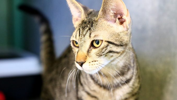 סימבה חתול לאימוץ אגודת צער בעלי חיים בישראל