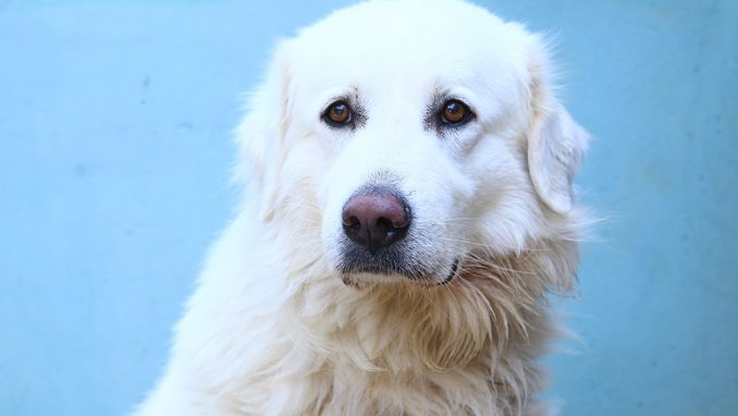 צ'יף כלב לאימוץ אגודת צער בעלי חיים בישראל