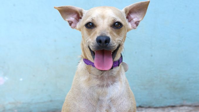 מוקה כלבה לאימוץ אגודת צער בעלי חיים בישראל