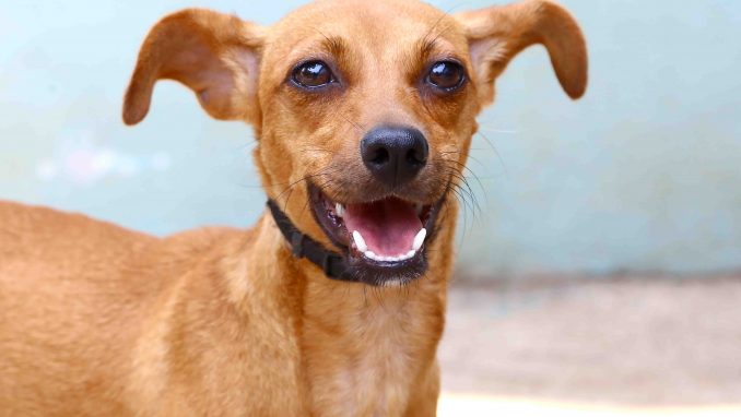 חומה כלבה לאימוץ אגודת צער בעלי חיים בישראל